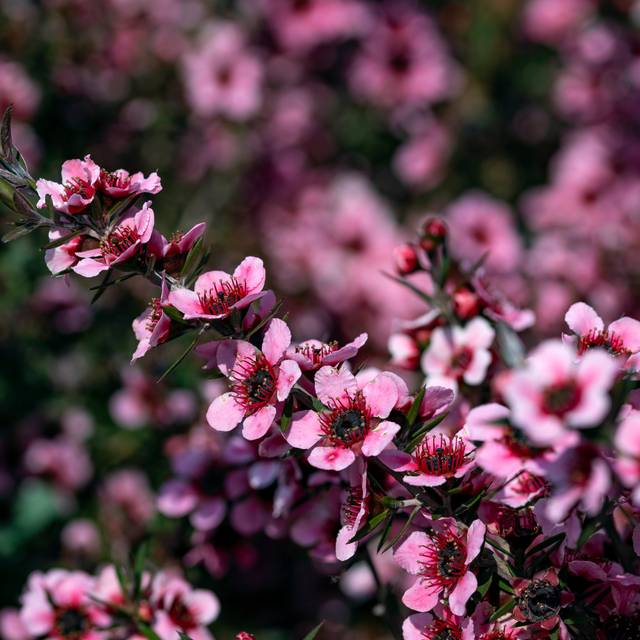 Leptospermum Martini - fleurs (fabrizio / Adobe Stock)