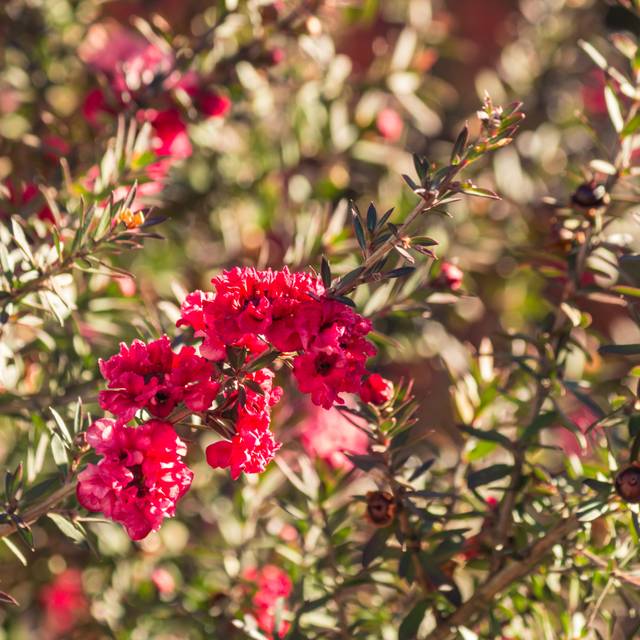 Leptospermum Winter Cheer - fleurs (Patrik Stedrak / Adobe Stock)