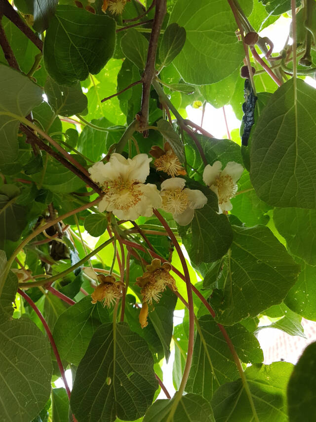Actinidia deliciosa 'Herma' : feuillage et fleurs