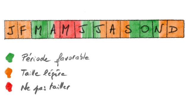 Périodes favorables ou non à la taille des agrumes
