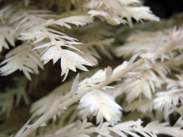 Sequoia albinos (détail)