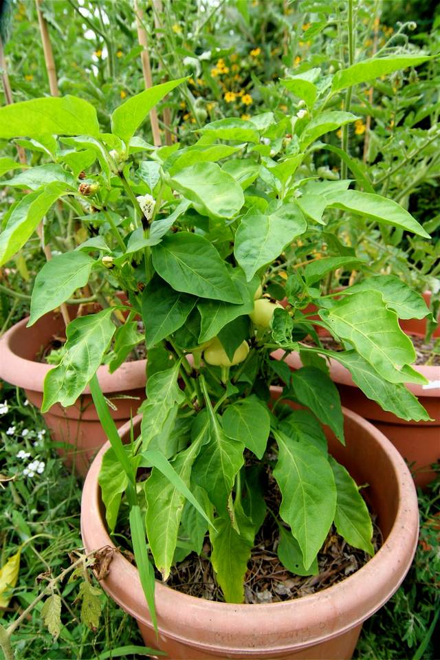 Plant de poivron à paprika