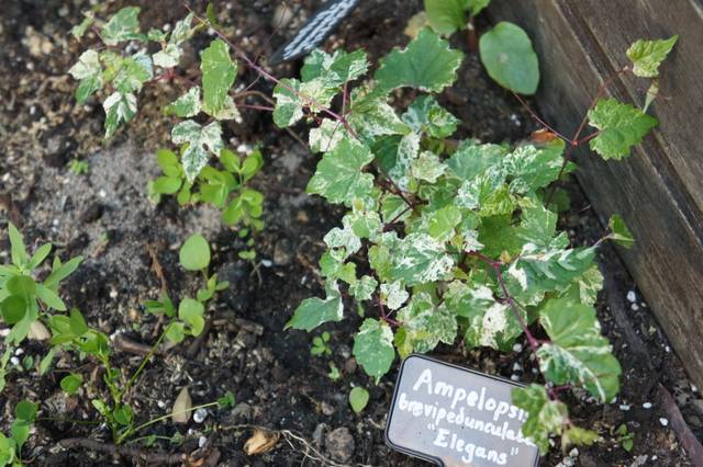 Ampelopsis brevipedunculata 