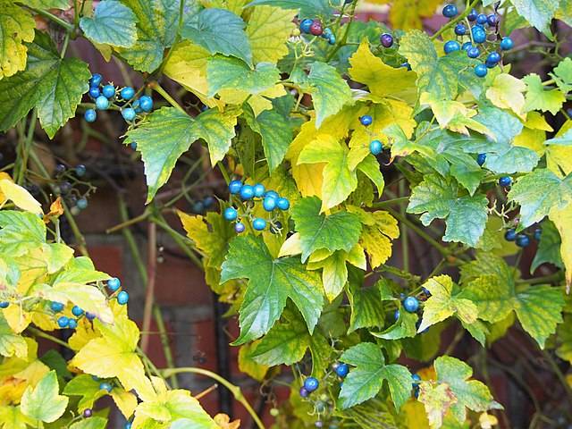 Ampelopsis glandulosa var. heterophylla (syn. Ampelopsis brevipedunculata var. maximowiczii)