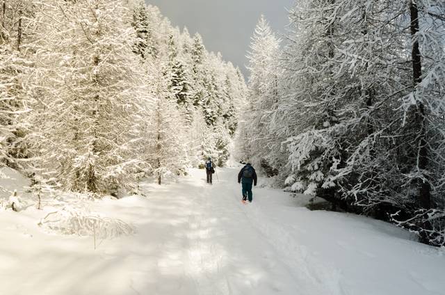 Balade hivernale dans la neige