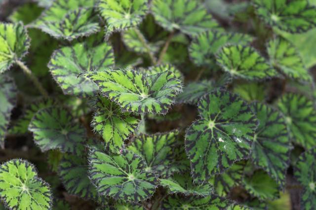 Begonia bowerae