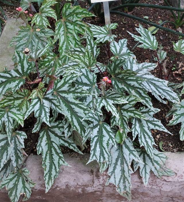 Begonia diadema