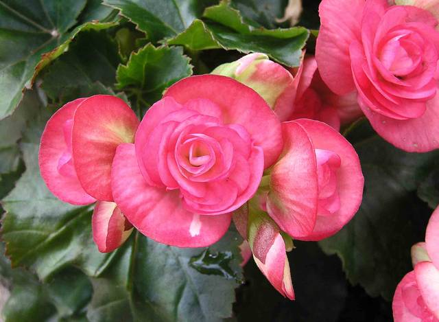 Bégonia Eliator