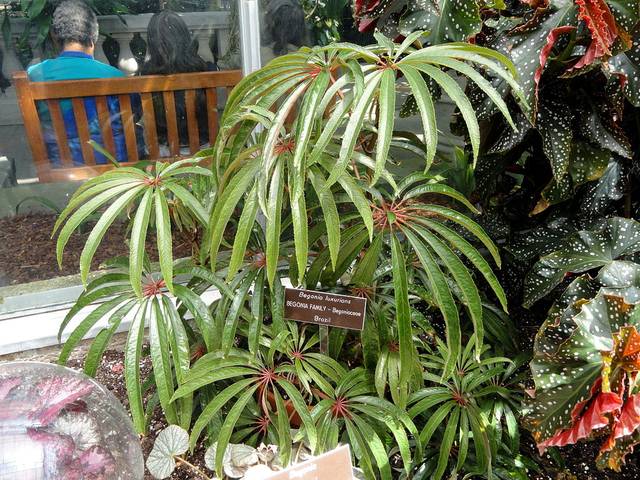 Begonia luxurians, bégonia palmier