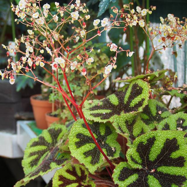 Begonia masoniana