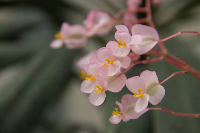 Bégonia nénuphar, Begonia x erythrophylla