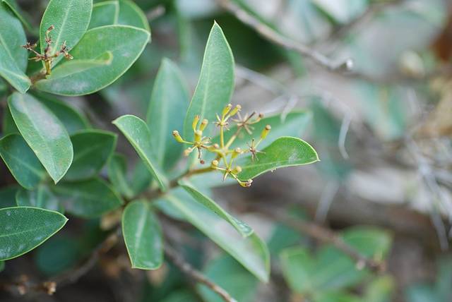 Bupleurum fruticosum, buplèvre ligneux : feuilles