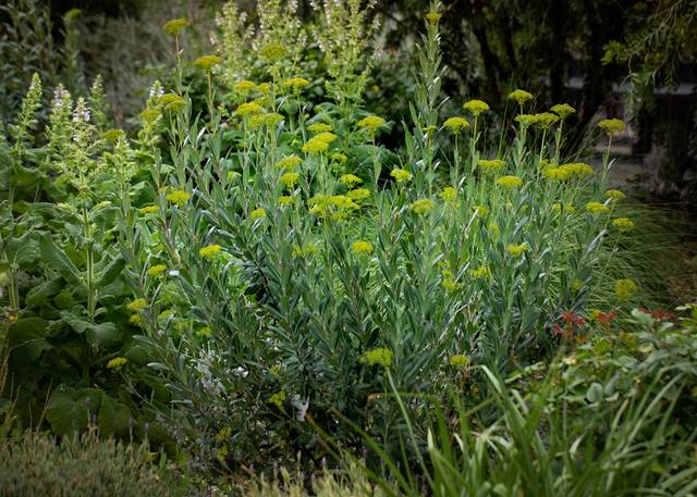 Bupleurum fruticosum, buplèvre ligneux