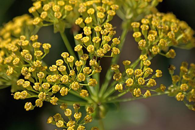 Buplèvre ligneux : fleurs