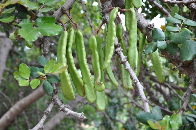 Caroubes (fruits du caroubier en forme de gousses)