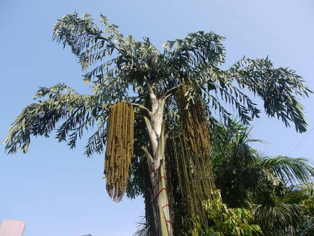 Caryota urens, palmier queue de poisson