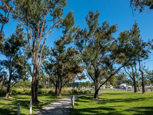 Pin australien, Casuarina cunninghamiana