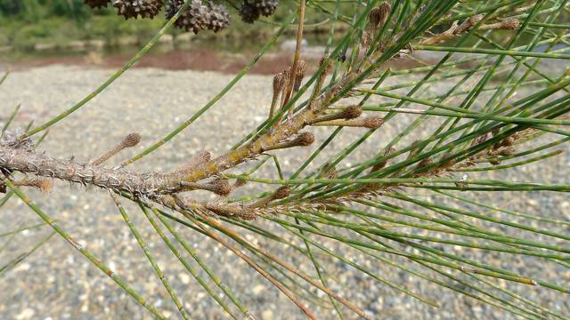 Casuarina cunninghamiana, pin australien
