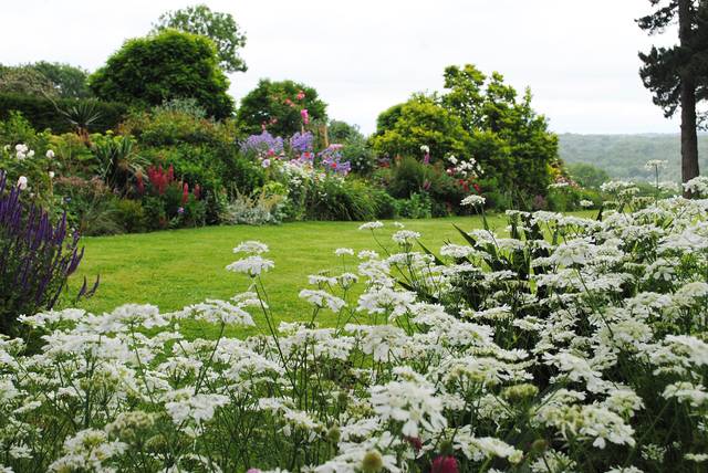 Orlaya grandiflora en massif (Jardin de Tidebrook Manor - Sussex)