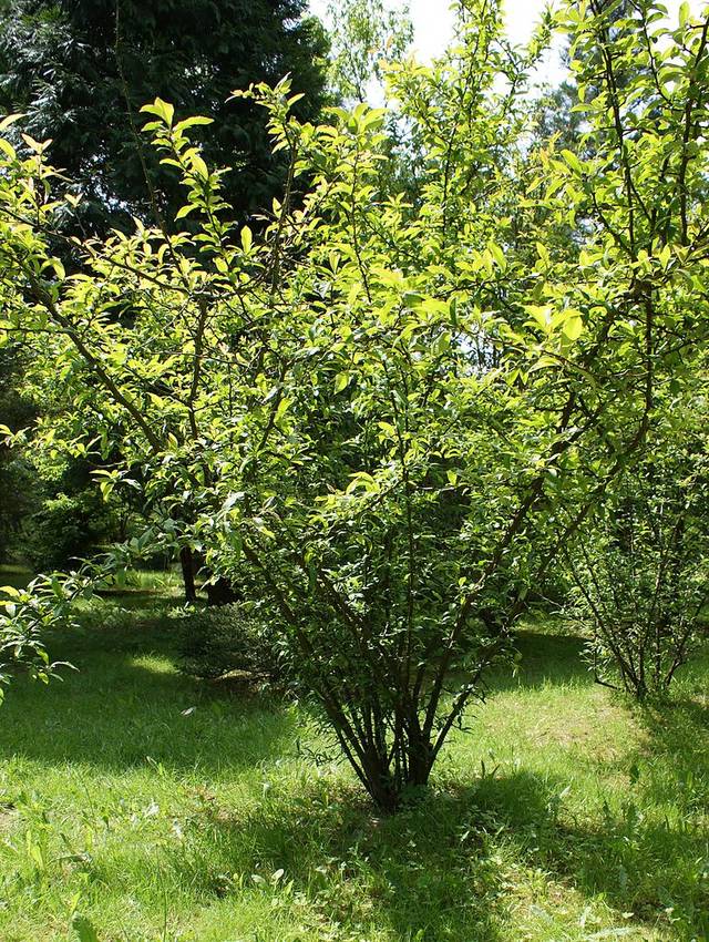 Chaenomeles cathayensis var. wilsonii