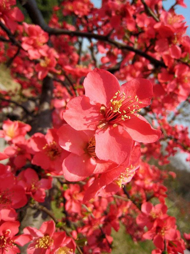 Chaenomeles cathayensis 'Chengdu'