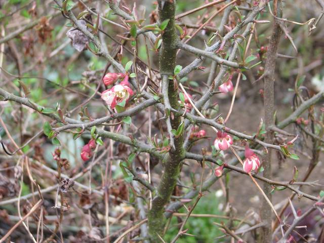 Chaenomeles cathayensis, parfait en haie défensive