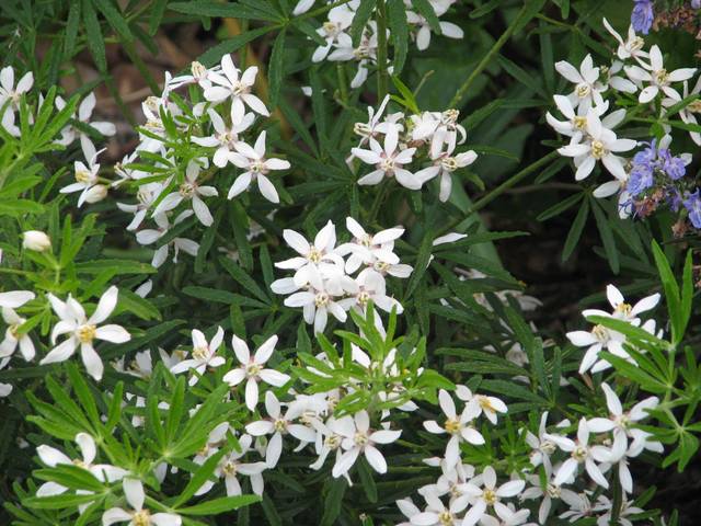 Choisya 'White Dazzler' : floraison
