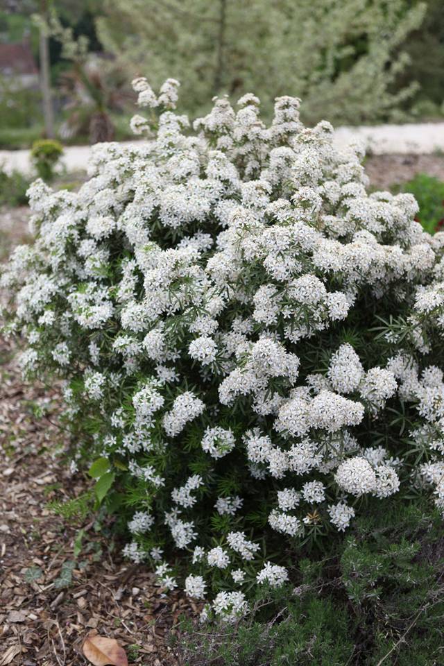 Choisya hybride 'White Dazzler'