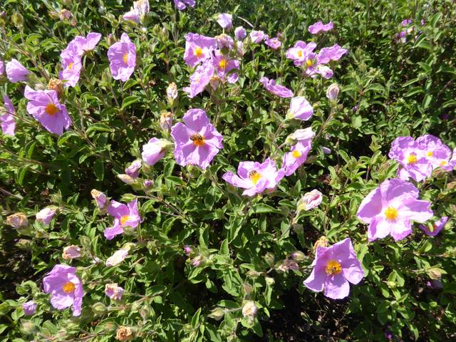Ciste cotonneux (Cistus albidus)