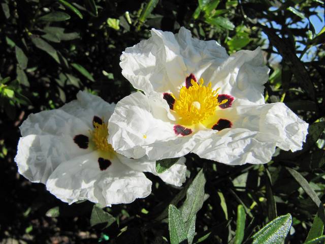Cistus ladanifer ssp. culcatus