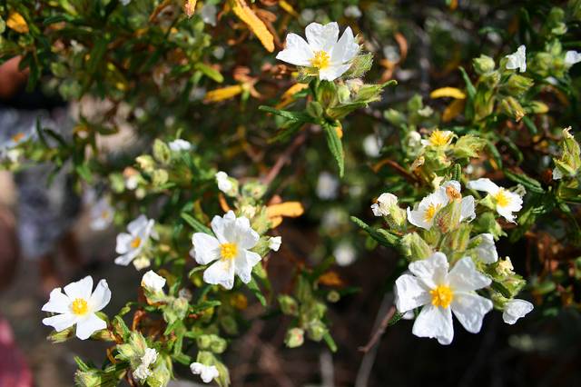  Ciste de Montpellier (Cistus monspeliensis) 