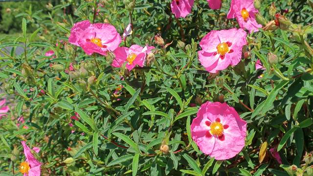 Ciste (Cistus purpureus)