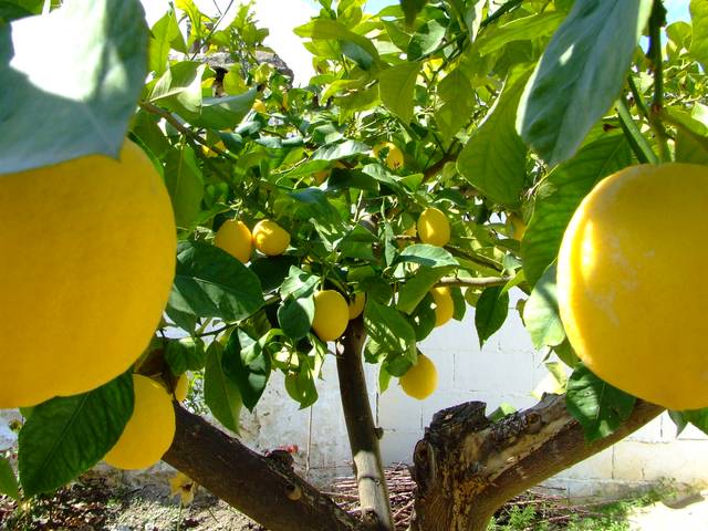 Belle fructification sur un citronnier