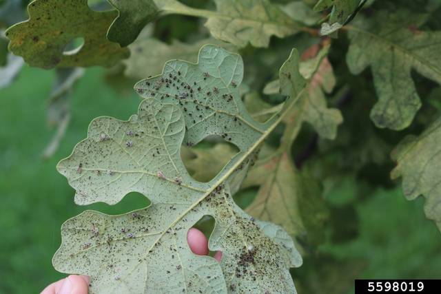 Infestation de punaise réticulée sur le revers de feuilles de chênes