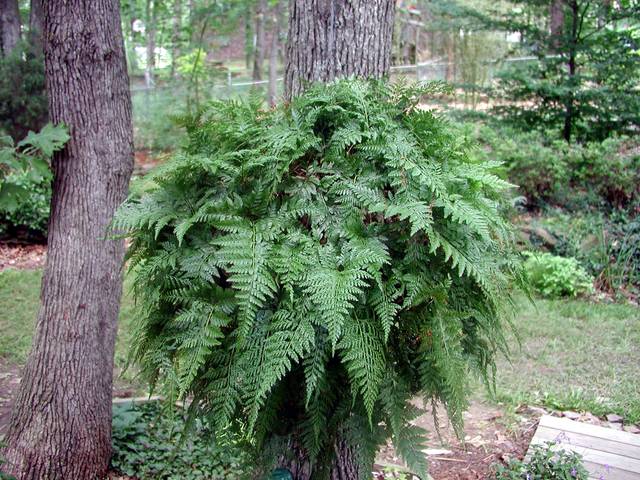 Davallia fejeensis en extérieur
