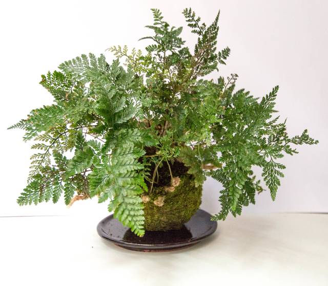 Davallia Mariesii en kokedama
