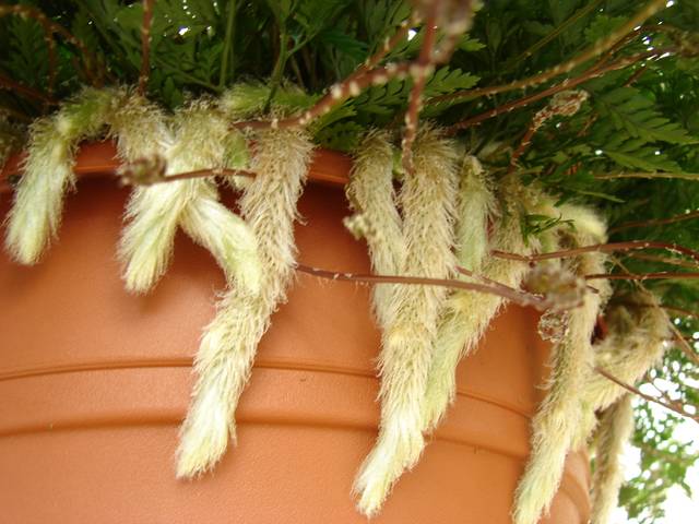 Davallia : rhizomes 