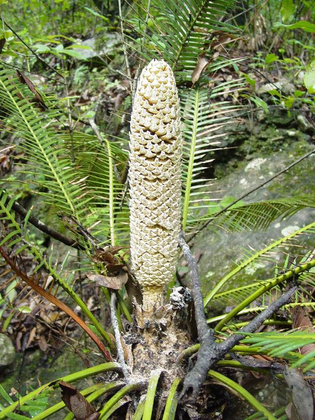 Dioon edule, palmier de la vierge plantation, culture, entretien