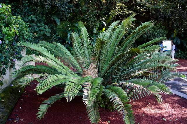Dioon edule, palmier de la vierge