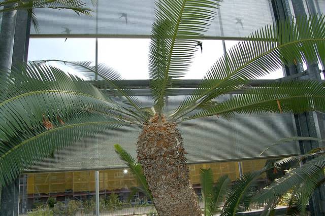 Dioon edule sous serre (sujet âgé avec stipe)