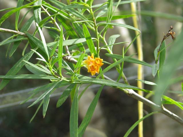Freylinia lanceolata : feuillage