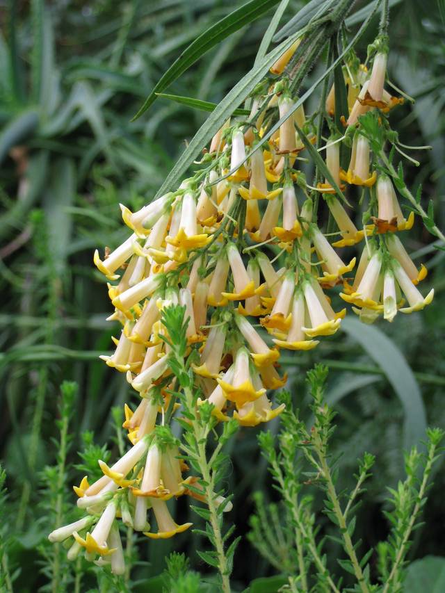 Freylinia lanceolata, arbuste à fleurs de miel