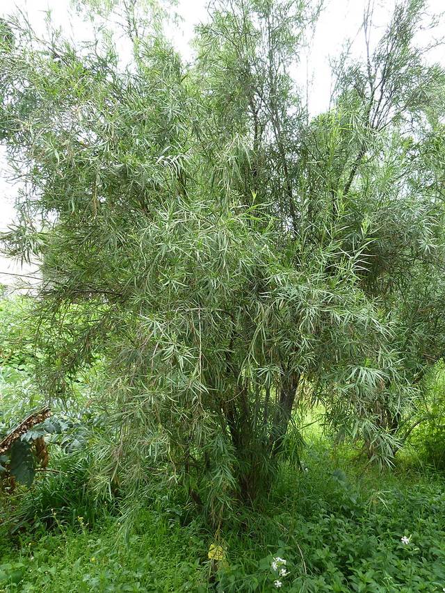 Freylinia lanceolata