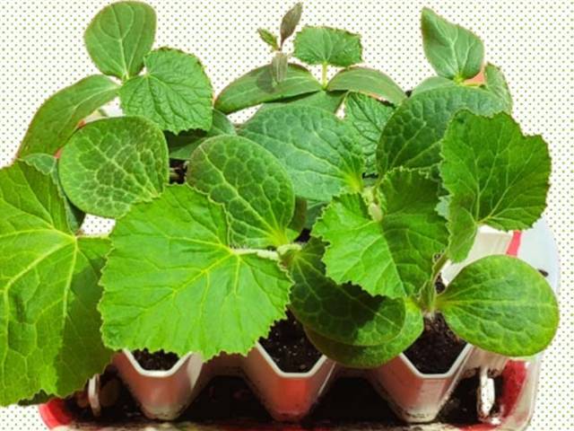 Jeunes plants variés semés dans un kit modèle 'L'