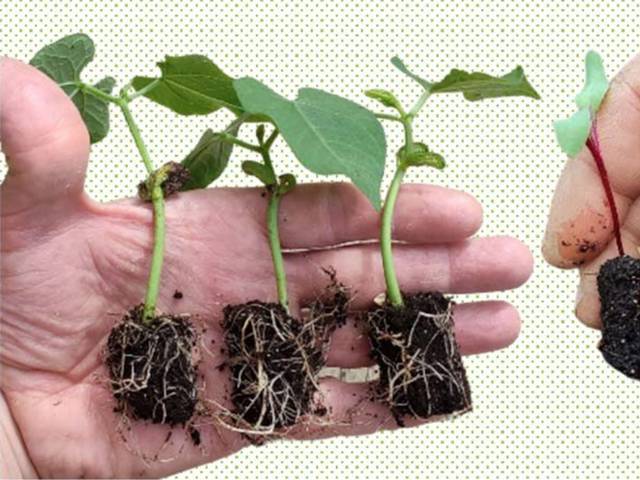 Jeunes mottes obtenues après ouverture du kit