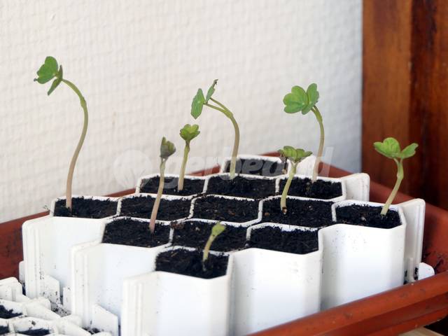 1 semaine après semis, premiers plants de capucines !