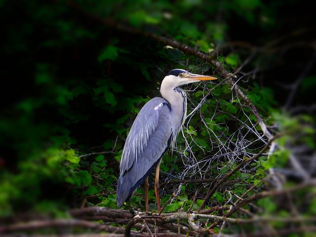 Héron cendré, Ardea cinerea