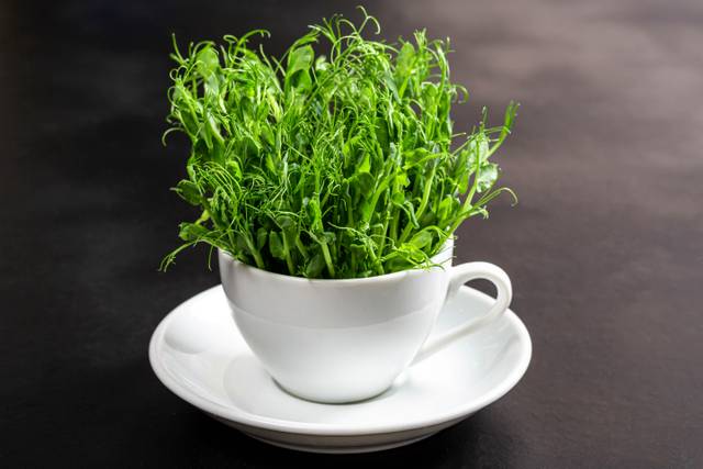 Jeunes pousses de pois dans un tasse