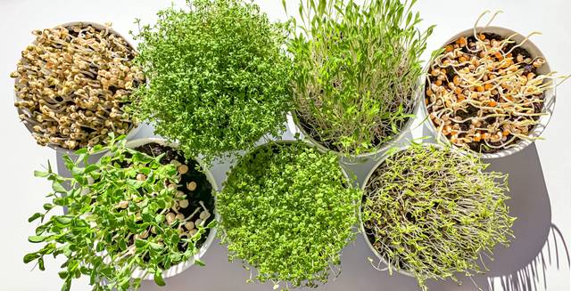 Jeunes pousses variées cultivées dans des bols (haricots mungo, cresson alénois, millet, maïs, pois de senteur, roquette et lentilles vertes)