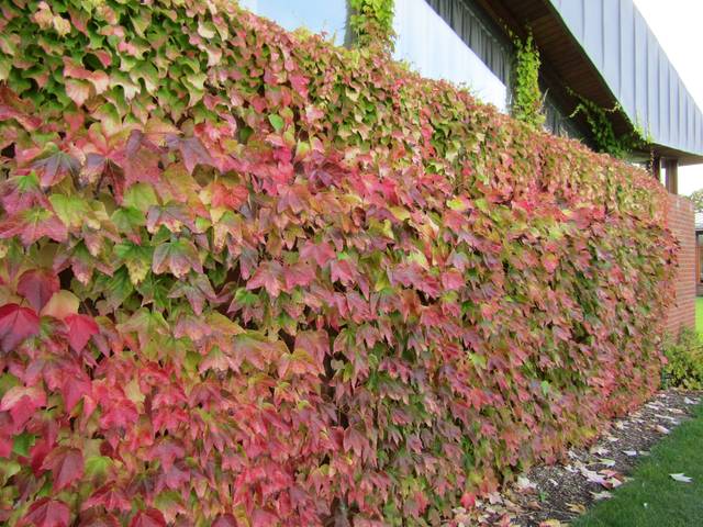 Lierre de Boston (Parthenocissus tricuspidata 'Fenway Park')